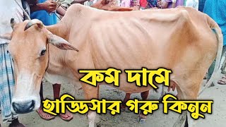 কম দামে হাড্ডিসার গরু কিনুন [Buy Bone Cow at low price]