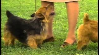 Norwich Terrier - AKC Dog Breed Series