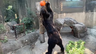 でか～いエゾヒグマ【2023年3月11日】【上野動物園】エゾヒグマ