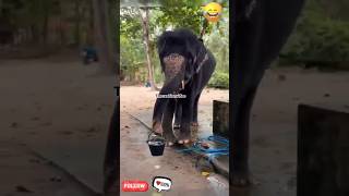 கூறு கெட்ட முதலாளி பைய #funny#cutesets🐘🐘🐘🐘 #comedyvideos #subscribetomychanel @tmcreationvideo3379