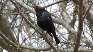 Bird Sounds Spectacular || Brown Headed Cowbird