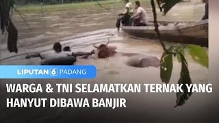 Aksi TNI Selamatakan Ternak Hanyut Dibawa Banjir | Liputan 6 Padang