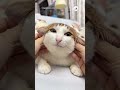 飼い主さんのことを信頼しているこのお顔が可愛い｜peco 猫 愛猫家 猫のいる暮らし cat catlover catlife