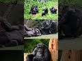 laugh and learn with our clever chimpanzees chimpanzee shorts animals nature shortvideo viral