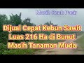 Dijual Cepat Kebun Sawit Bersertifikat 216 Ha // Palalawan Riau