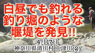 神奈川県清川村 相模川水系 中津川 渓流釣り🎣 白昼でも釣れる釣り堀のような堰堤を発見‼︎ 2023年4月17日