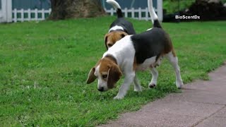 Beagles able to correctly detect lung cancer 96% of the time, study finds