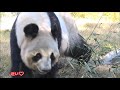 12 8腹ぺこシャンシャン！足取り軽くお庭へＧＯ！giantpanda uenozoo@tokyo