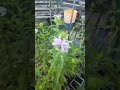 28 december 2024 bee balm in pot starts blooming