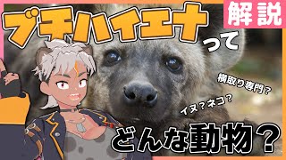 【解説】ブチハイエナってどんな動物？～イヌ？ネコ？横取り専門？～ 【Vtuber/骨淵ファング】