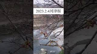 2023.2.4河津桜開花速報　#河津桜 #河津桜まつり #ライブカメラ