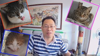 养中国狸花猫是一种什么样的体验！三只狸花猫的猫主，讲狸花猫的优点