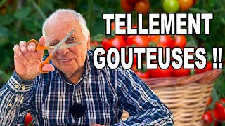 La VRAIE MÉTHODE pour avoir des tomates GOUTEUSES !  🍅