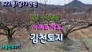 김천토지/가성비 좋은 조마면 한창 수확많은 사과\u0026자두밭