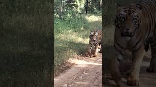 Surya Tiger. HeadOn #surya #tiger #umred #nature #naturephotography #wildlife #tigers. 2 months back