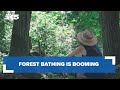 Forest bathing is booming