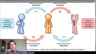 SBI4U 4.1: Intro to homeostasis