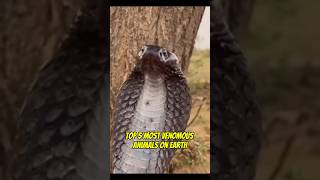 Top 5 Most Venomous Animals You Should NEVER Touch! ☠️🐍 #top5   #deadlyanimals   #venomouscreatures