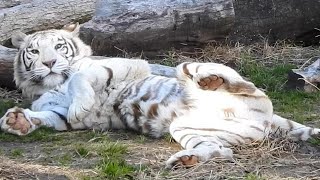 ホワイトタイガーのソソノちゃんの可愛い仕草と鳴き声♪とべ動物園