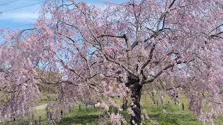 日本漫遊記 大仙公園 桜