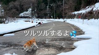 ツルツル道で転ぶ😓【柴犬16さい】前編