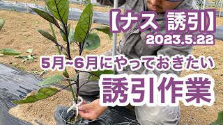 【ナス 誘引】5~6月にやっておきたい露路ナスの誘引作業 2023.5.22