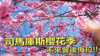 司馬庫斯櫻花開囉 天啊~~也太美了吧