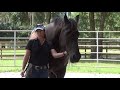 join up with horses what does it mean in horse training