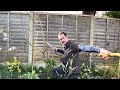 how to prune rejuvenate cotinus how to prune smoke bush for bigger leaves