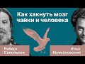 Роберт Сапольски о суперстимулах | Илья Колмановский, подкаст «Голый землекоп»