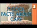 7 Cool Facts About Cats