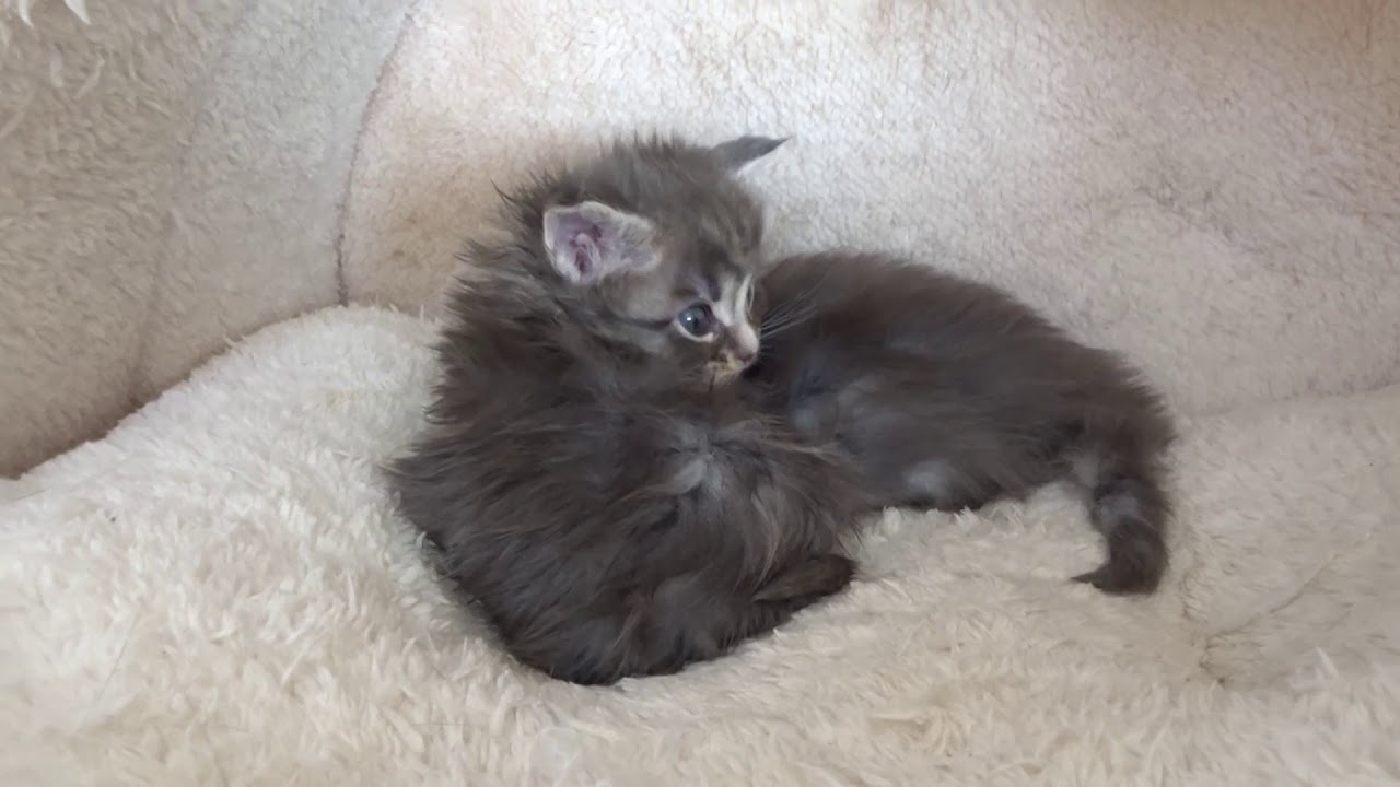 4 Week Old Maine Coon Kittens - YouTube