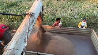 ರಾಗಿ ಕಟಾವು ಭಾಗ-೨ ॥ Ragi Harvesting and Processing Part-2 #farming #modernfarming #farmer