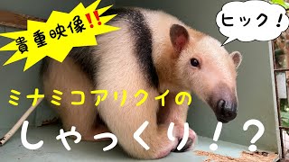 ミナミコアリクイのしゃっくり！？　Hiccup of an an anteater(southern tamandua)