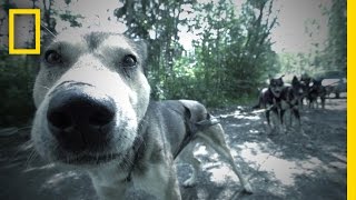 The Greatest Sled Dog - Deleted Scene | Life Below Zero