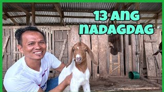 NA SURPRISE AKO SA DAMING  NANGANAK NA KAMBING! MASAYA ANG PAGBALIK NAMIN SA AREA2