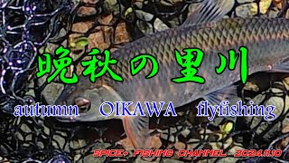 【オイカワ　フライフィッシング】晩秋の里川をドライフライでのんびり釣り下る