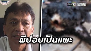 ปศุสัตว์ยืนยันเป็ด-ไก่ถูกควักไส้ ไม่ใช่ผีบอป | ข่าวช่องวัน | one31