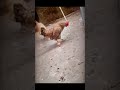 Vidio lucu ayam 🤣🤣 #short #funny