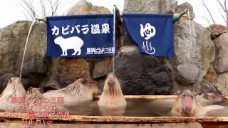 那須どうぶつ王国　カピバラ露天風呂温泉お正月Ver