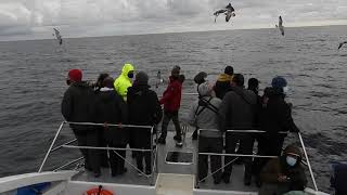 Desde el barco Hegaluze Berria