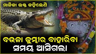 ବଉଳା କୁମ୍ଭୀର ବାହାରିବା ସମୟ କହିଲେ ମାଳିକା ଭକ୍ତ