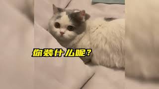 “别指望去理解一只猫的脑回路”#猫的脑回路 #猫咪的迷惑行为