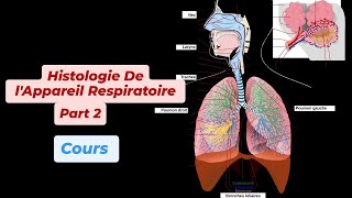 HISTOLOGIE ET EMBRYOLOGIE DE L'APPAREIL RESPIRATOIRE ( Part 2 )