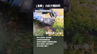 [小斑馬出去玩] 2024 | 鼻頭角外礁 | 200礁 | 直擊白紋方蟹脫殼中 #insta360acepro