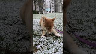 first time in the snow ❄️🐕🥰 #shibainu t #dogs #puppies #snow #switzerland