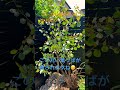 ユーカリポポラスかわいい　 ユーカリ 観葉植物 庭