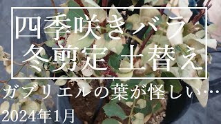 減農薬でバラ栽培【1月のバラ仕事】2024年1月　冬剪定と土替え