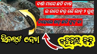 ବର୍ଷା ମାସେ ପୂଆଲ୍ ଛତି ଚାଷ part-2 | mushoroom farming in monsoon | how to mushroom farming in rainy