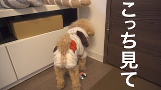 撮影中に飼い主に心を閉ざしたトイプードルが面白すぎた